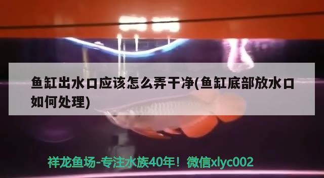 什么水最適合養龍魚，銀龍魚吃什么飼料最好 什么水最適合養龍魚，銀龍魚吃什么飼料最好 銀龍魚百科 第3張