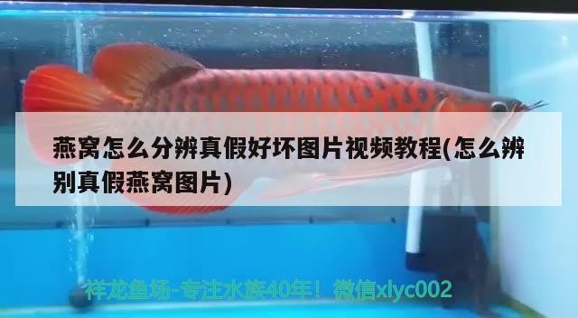 銀龍魚為什么是最好養(yǎng)的品種：黃化銀龍和銀龍哪個好