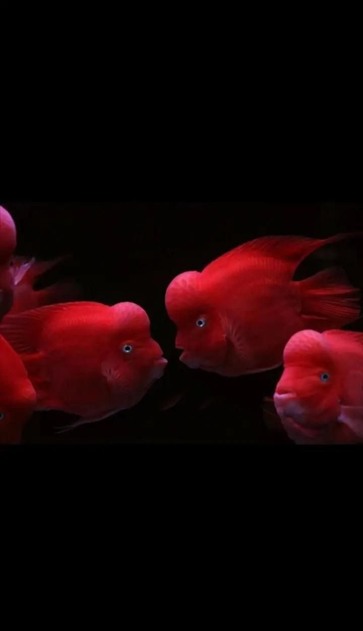 紅財神魚最建議買的三個品種