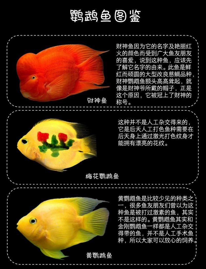 紅財神魚最建議買的三個品種