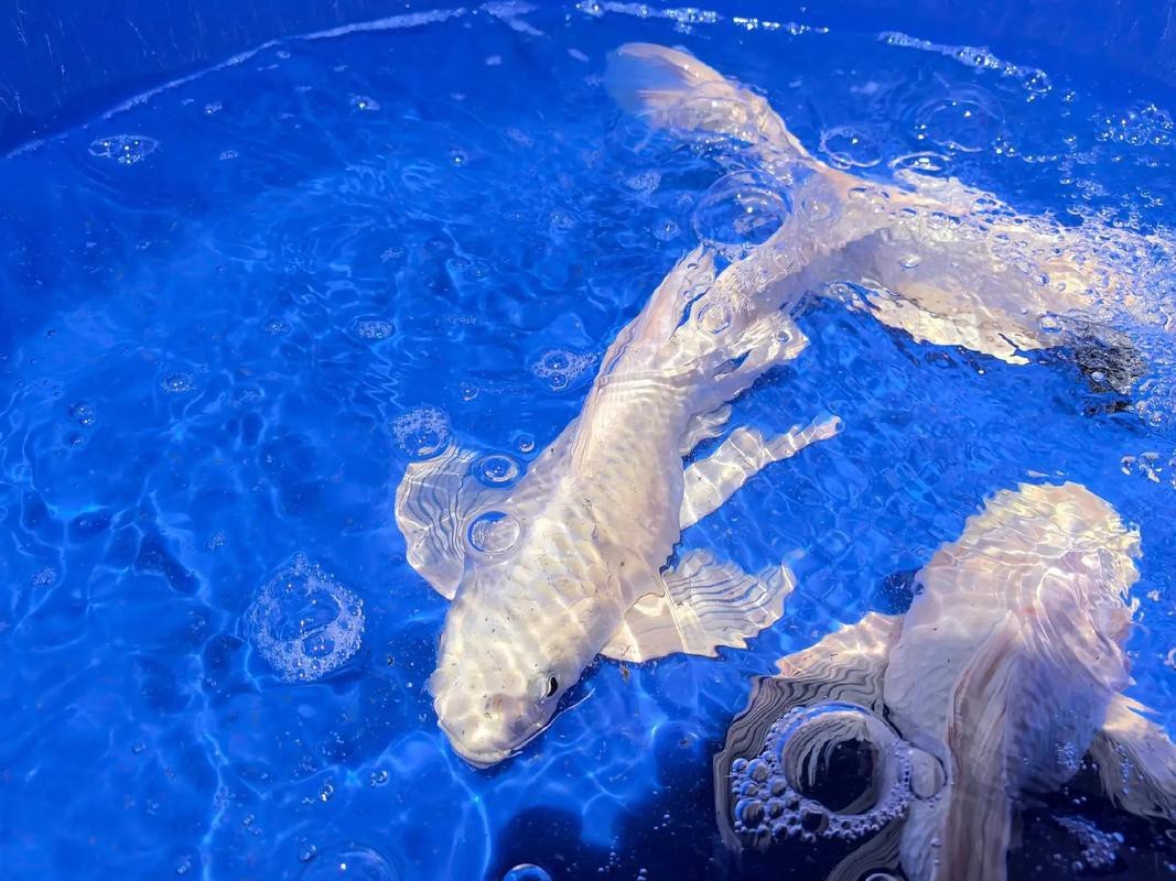 天津水族批發市場祥龍魚場 龍魚百科 第1張 天津水族批發市場祥龍魚場 天津水族批發市場祥龍魚場 龍魚百科 第1張