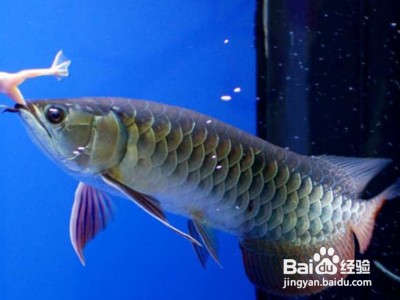 高唐縣一度水族館（高唐縣水上樂園） 高唐縣一度水族館（高唐縣水上樂園） 全國水族館企業(yè)名錄