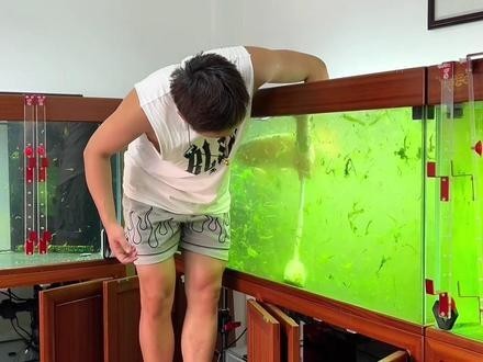 龍魚怎么養殖方法圖解
