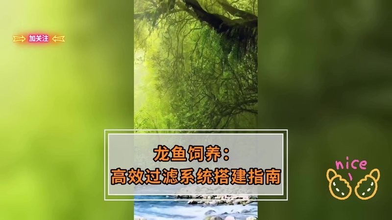 龍魚怎么養殖方法圖解