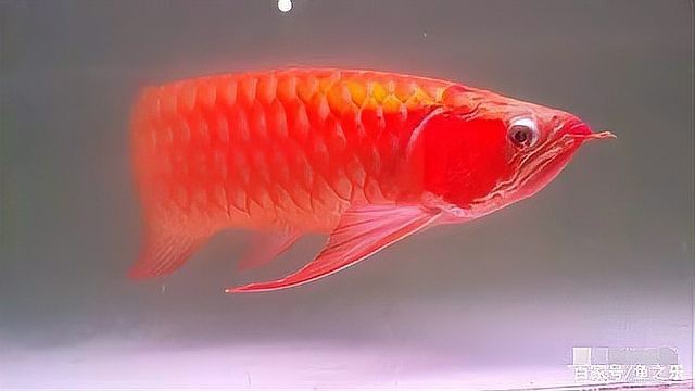 紅龍魚35公分了還不紅咋辦