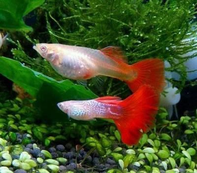 觀賞魚水溫控制方法:觀賞魚水溫控制的誤區 龍魚百科 第2張 觀賞魚水溫控制方法:觀賞魚水溫控制的誤區 觀賞魚水溫控制方法:觀賞魚水溫控制的誤區 龍魚百科 第2張
