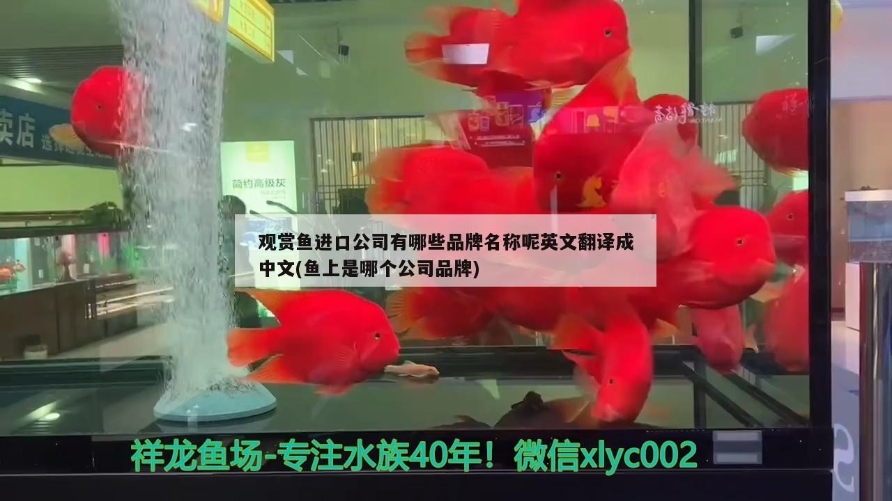 銀龍魚身上發黑怎么回事（銀龍魚身上發黑怎么回事圖片）
