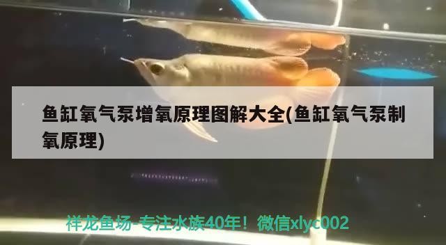 銀龍魚身上發黑怎么回事（銀龍魚身上發黑怎么回事圖片）
