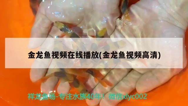 銀龍魚身上發黑怎么回事（銀龍魚身上發黑怎么回事圖片）