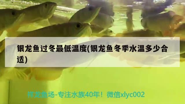 銀龍魚過冬最低溫度(銀龍魚冬季水溫多少合適) 銀龍魚過冬最低溫度(銀龍魚冬季水溫多少合適) 銀龍魚百科