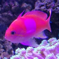 觀賞魚龍魚最佳搭配表