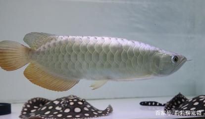 印尼小紅龍魚供應(yīng)鏈優(yōu)化策略：印尼小紅龍魚供應(yīng)鏈優(yōu)化策略應(yīng)包括優(yōu)化供應(yīng)鏈優(yōu)化策略