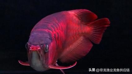 龍魚性格變化的常見原因：龍魚性格變化可能由多種因素引起龍魚性格變化的原因