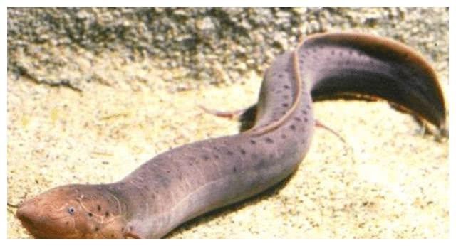 肺魚(yú)的天敵