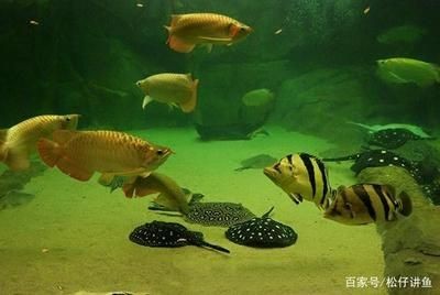 龍魚 虎魚 龜：龍魚和烏龜混養的結果主要有三種關鍵因素需要注意