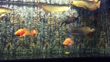 龍魚(yú)活食吃什么的：龍魚(yú)活食與合成飼料選擇,如何給幼龍魚(yú)科學(xué)喂食，成年龍魚(yú)最佳喂食頻率 龍魚(yú)活食吃什么的：龍魚(yú)活食與合成飼料選擇,如何給幼龍魚(yú)科學(xué)喂食，成年龍魚(yú)最佳喂食頻率 龍魚(yú)百科 第3張