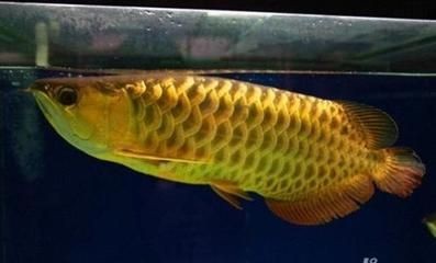 金龍魚可以養(yǎng)多少條（關(guān)于金龍魚養(yǎng)殖數(shù)量的一些注意事項(xiàng)）