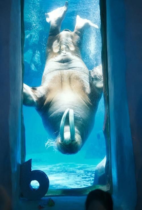 海象可愛圖片