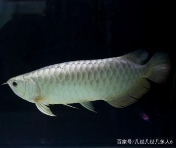 白色銀龍魚怎么養活（白色銀龍魚的飼養方法） 白色銀龍魚怎么養活（白色銀龍魚的飼養方法） 龍魚百科 第2張