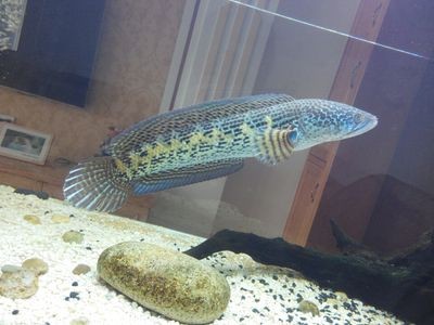 龍魚缸配什么魚好看：如何選擇適合與龍魚混養的魚類