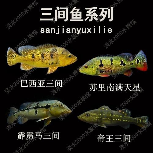 帝王三間圖片