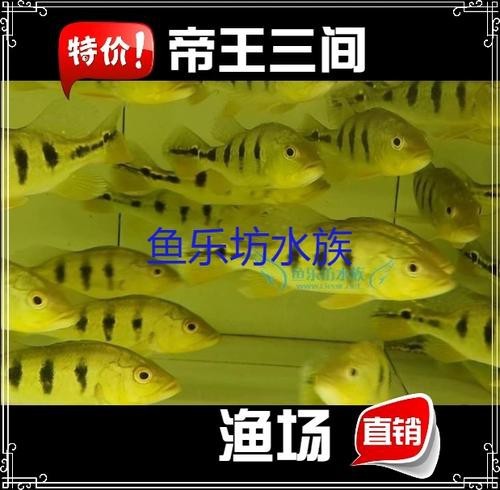 帝王三間圖片