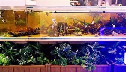 觀賞魚屬于生鮮類嗎？：拼多多小型魚缸和熱帶魚屬于生鮮類嗎？