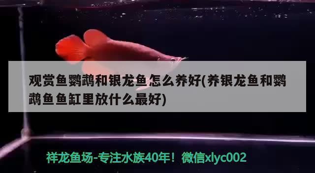 銀龍魚浮頭怎么回事(金龍魚浮頭怎么回事) 銀龍魚百科 第1張 銀龍魚浮頭怎么回事(金龍魚浮頭怎么回事) 銀龍魚浮頭怎么回事(金龍魚浮頭怎么回事) 銀龍魚百科 第1張