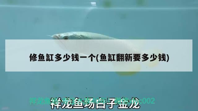 銀龍魚浮頭怎么回事(金龍魚浮頭怎么回事) 銀龍魚百科 第3張 銀龍魚浮頭怎么回事(金龍魚浮頭怎么回事) 銀龍魚浮頭怎么回事(金龍魚浮頭怎么回事) 銀龍魚百科 第3張