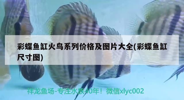 觀賞鯊魚能和金龍、銀龍魚一起混養么？，虎頭鯊和虎頭鯊和龍魚能混養嗎，金龍、銀龍魚能混養嗎 觀賞鯊魚能和金龍、銀龍魚一起混養么？，虎頭鯊和虎頭鯊和龍魚能混養嗎，金龍、銀龍魚能混養嗎 銀龍魚百科 第3張