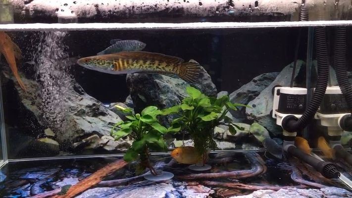 寧波科植水族器材有限公司（寧波科植水族器材有限公司招聘）