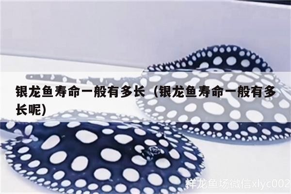 銀龍魚壽命一般有多長（銀龍魚壽命一般有多長呢）