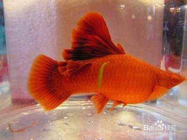 高鰭紅箭魚為什么難養(yǎng) 龍魚論壇 第3張 高鰭紅箭魚為什么難養(yǎng) 高鰭紅箭魚為什么難養(yǎng) 龍魚論壇 第3張