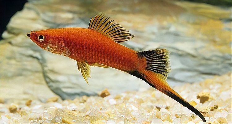高鰭紅箭魚為什么難養(yǎng) 龍魚論壇 第5張 高鰭紅箭魚為什么難養(yǎng) 高鰭紅箭魚為什么難養(yǎng) 龍魚論壇 第5張