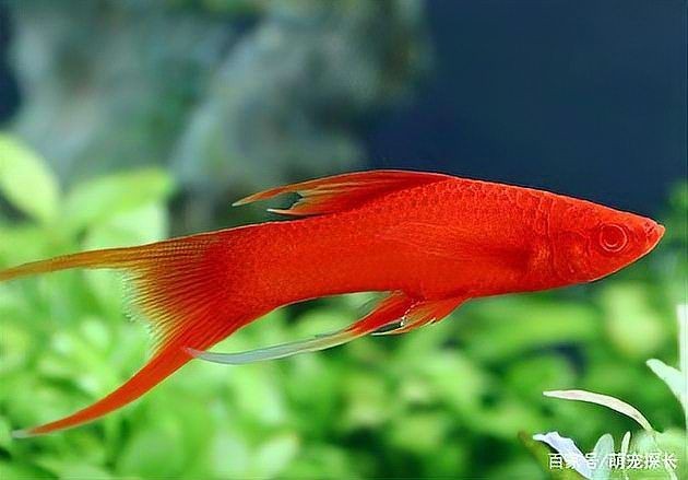 高鰭紅箭魚為什么難養(yǎng) 龍魚論壇 第7張 高鰭紅箭魚為什么難養(yǎng) 高鰭紅箭魚為什么難養(yǎng) 龍魚論壇 第7張