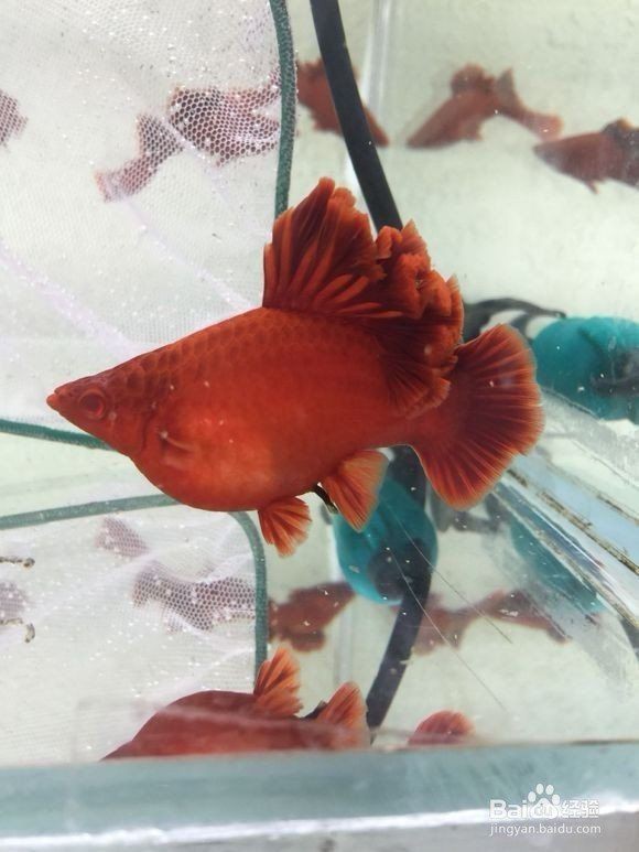 高鰭紅箭魚為什么難養(yǎng) 龍魚論壇 第15張 高鰭紅箭魚為什么難養(yǎng) 高鰭紅箭魚為什么難養(yǎng) 龍魚論壇 第15張