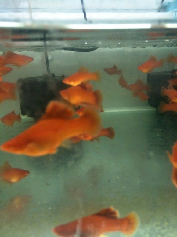 高鰭紅箭魚為什么難養(yǎng) 龍魚論壇 第19張 高鰭紅箭魚為什么難養(yǎng) 高鰭紅箭魚為什么難養(yǎng) 龍魚論壇 第19張
