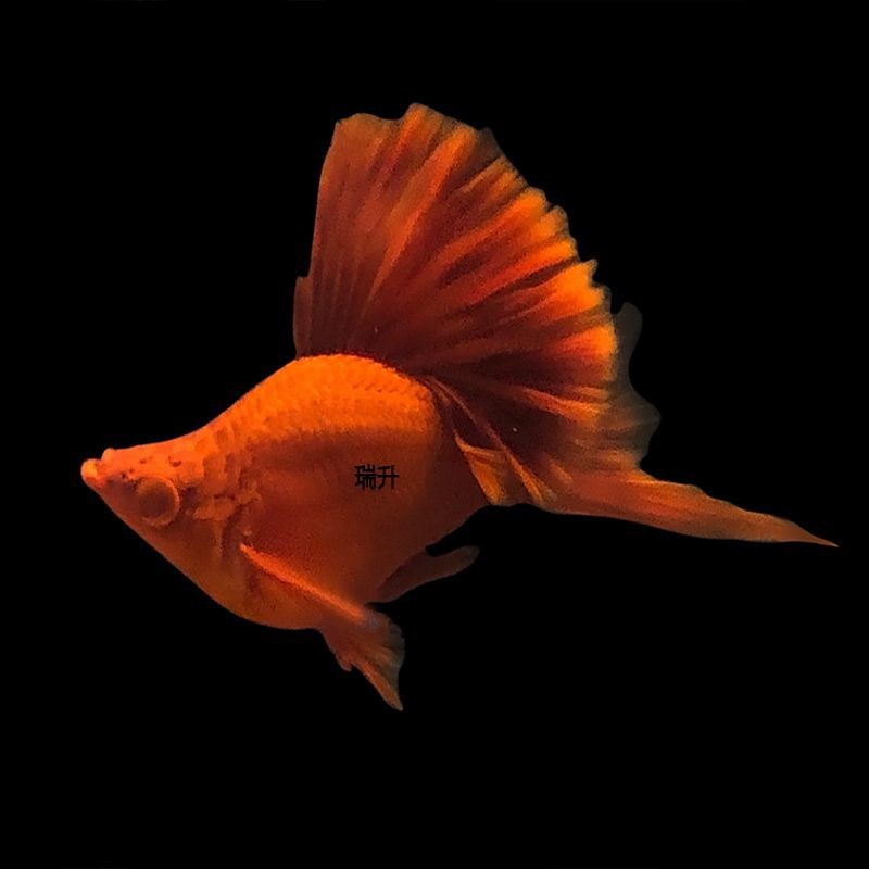 高鰭紅箭魚為什么難養(yǎng) 龍魚論壇 第20張 高鰭紅箭魚為什么難養(yǎng) 高鰭紅箭魚為什么難養(yǎng) 龍魚論壇 第20張