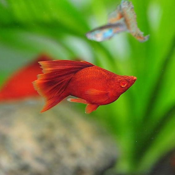 高鰭紅箭魚為什么難養(yǎng) 龍魚論壇 第13張 高鰭紅箭魚為什么難養(yǎng) 高鰭紅箭魚為什么難養(yǎng) 龍魚論壇 第13張