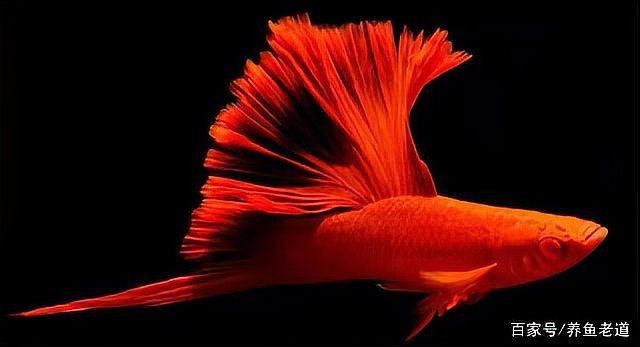 高鰭紅箭魚為什么難養(yǎng) 龍魚論壇 第17張 高鰭紅箭魚為什么難養(yǎng) 高鰭紅箭魚為什么難養(yǎng) 龍魚論壇 第17張