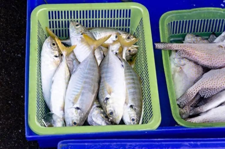 紅勾銀版魚不能隨便吃