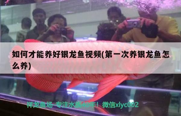 如何才能養好銀龍魚視頻(第一次養銀龍魚怎么養) 如何才能養好銀龍魚視頻(第一次養銀龍魚怎么養) 銀龍魚百科
