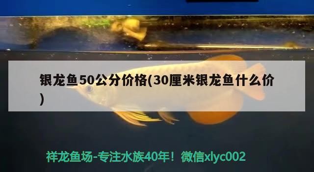 銀龍魚50公分價(jià)格(30厘米銀龍魚什么價(jià))