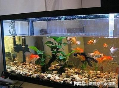 公司魚缸風(fēng)水?dāng)[放（辦公室風(fēng)水布局全解析魚缸風(fēng)水布局全解析魚缸風(fēng)水布局）