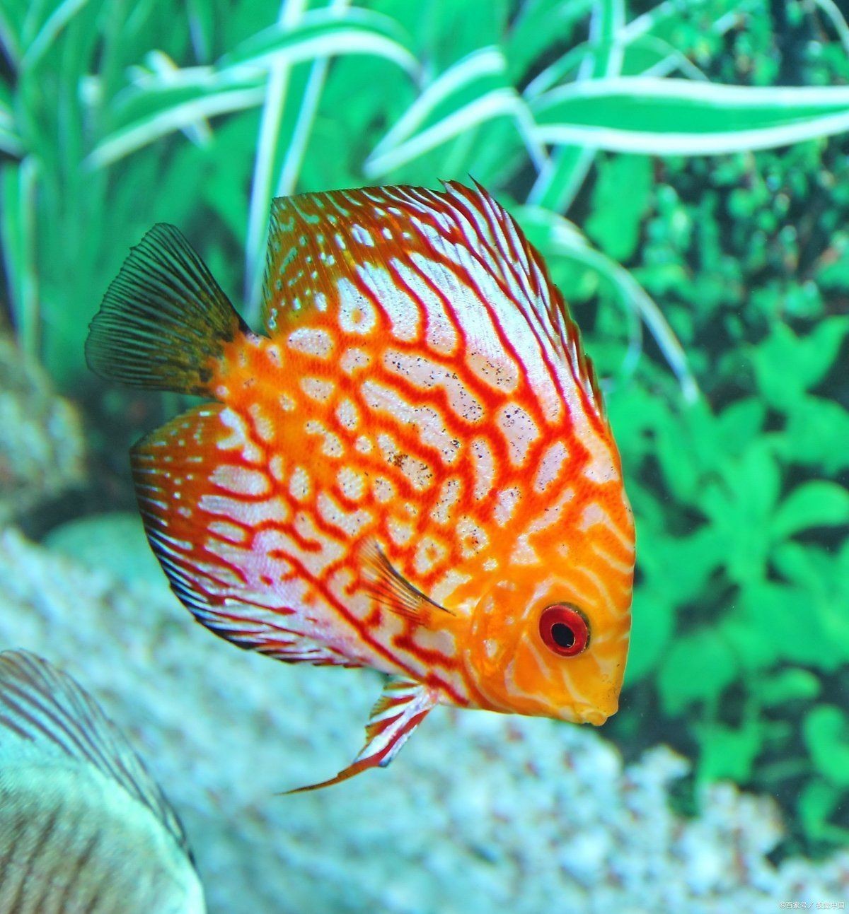 紅財神魚多久產卵