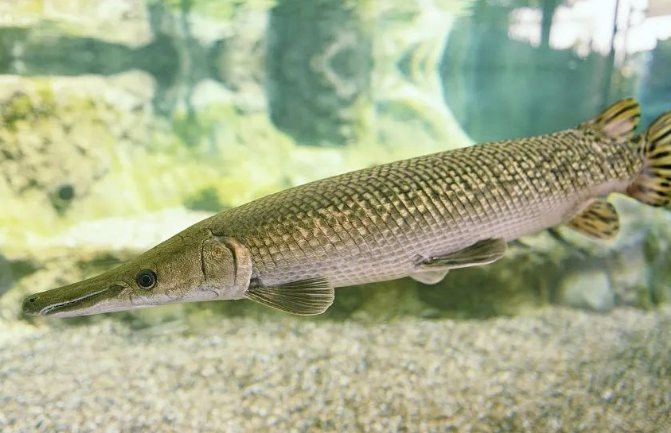 鱷雀鱔VS白金猛魚