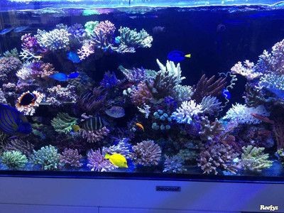 魚(yú)缸圖片 壁紙（在尋找魚(yú)缸壁紙圖片時(shí)，您可以考慮以下幾個(gè)方面的方面）