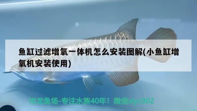 銀龍魚鱗片發黑是怎么回事（金龍魚鱗片發黑是什么原因）