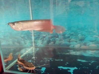 龍魚為什么會側身游動：龍魚側身游動可能由多種原因引起