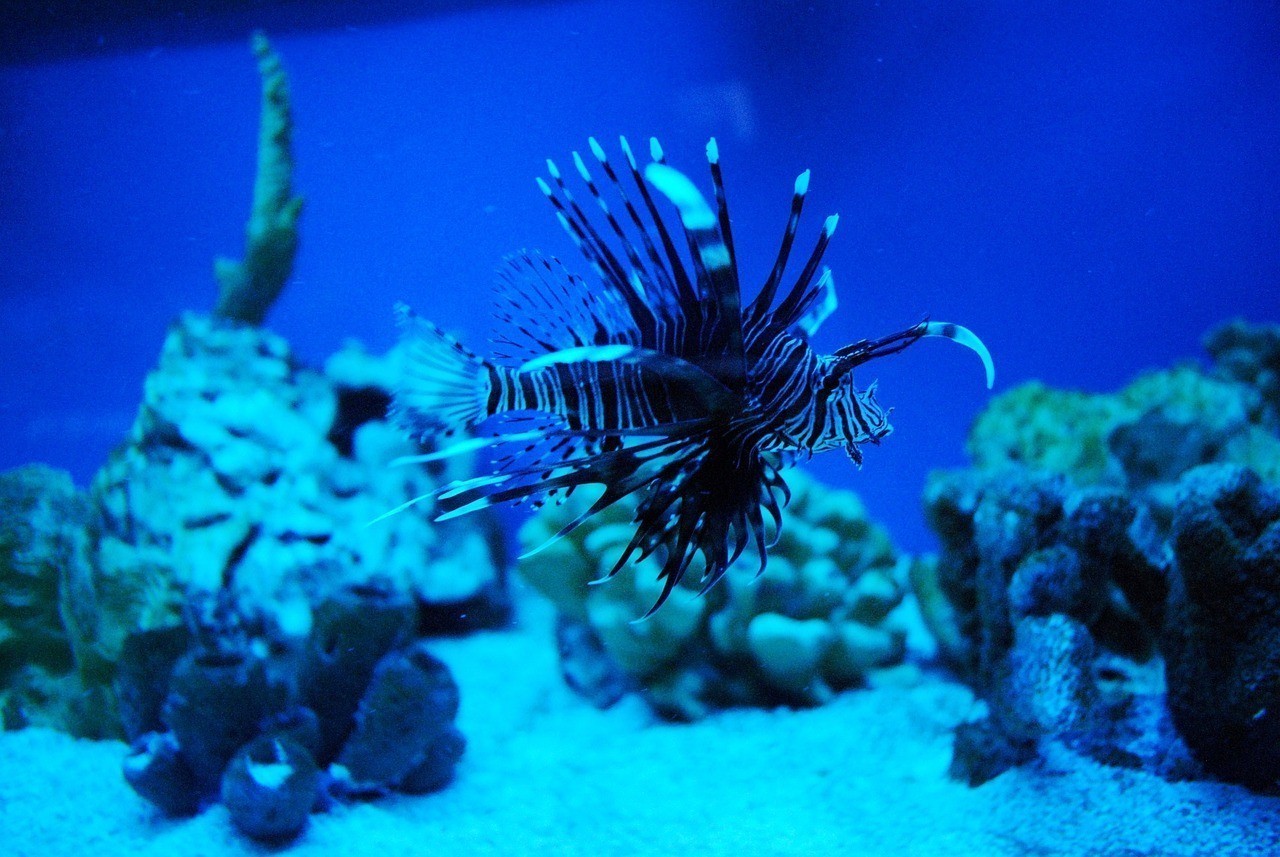 羅莊區(qū)沂龍閣水族館 （羅莊區(qū)沂龍閣水族館電話）
